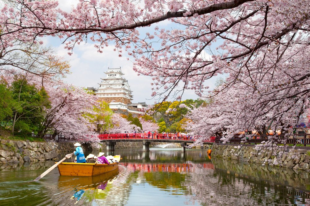 Sakura – cartea de vizită a japonezilor